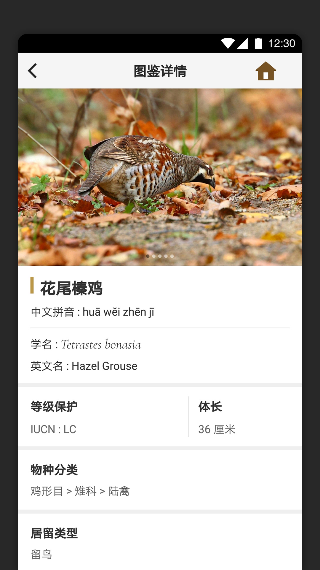 识鸟 识鸟